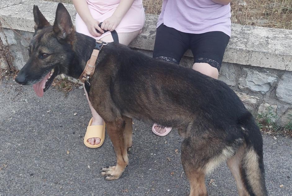 Discovery alert Dog miscegenation Male , 3 years Draguignan France Discovery alert Dog miscegenation Male , 3 years Draguignan France
