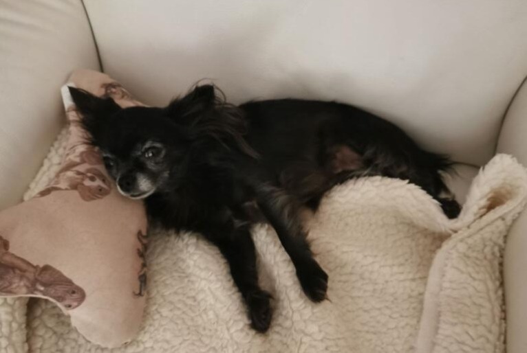 Alerte Disparition Chien Femelle , 8 ans Carcès France Alerte Disparition Chien Femelle , 8 ans Carcès France