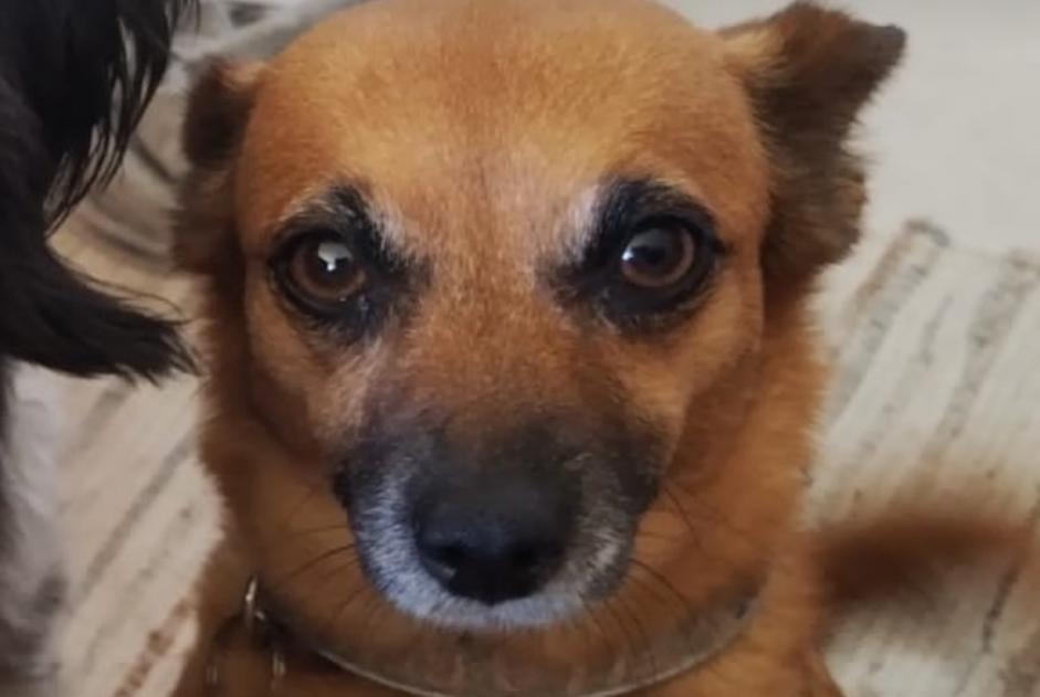 Alerte Disparition Chien croisement  Femelle , 9 ans Le Pradet France