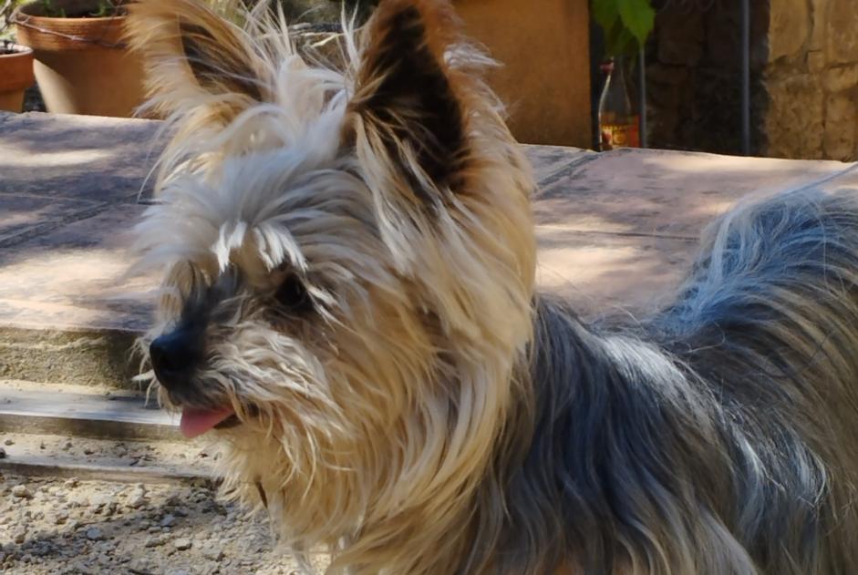 Avviso scomparsa Cane  Femmina , 16 anni Entrecasteaux Francia